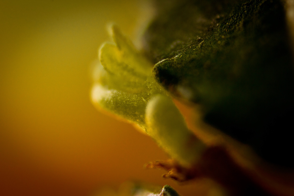 close up inverted lens filippo caputo Canon macro leaves sparkles snail