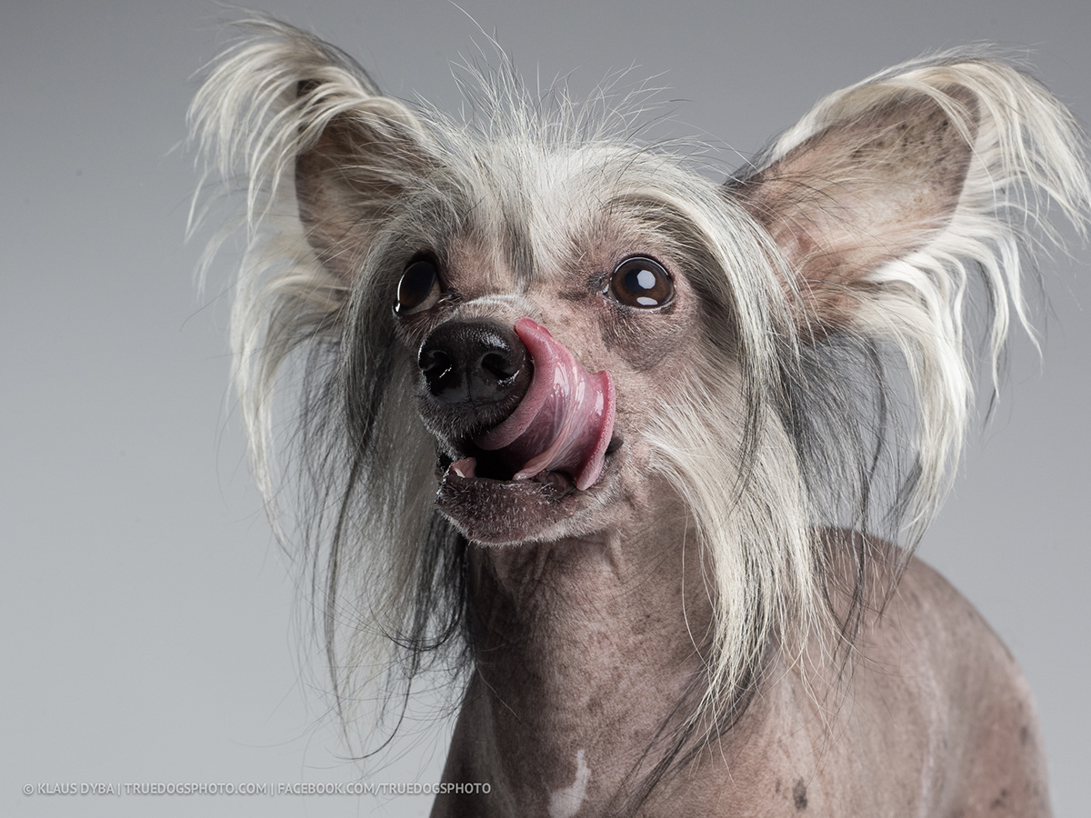 portrait dogs animals chinese crested naked phase one medium format