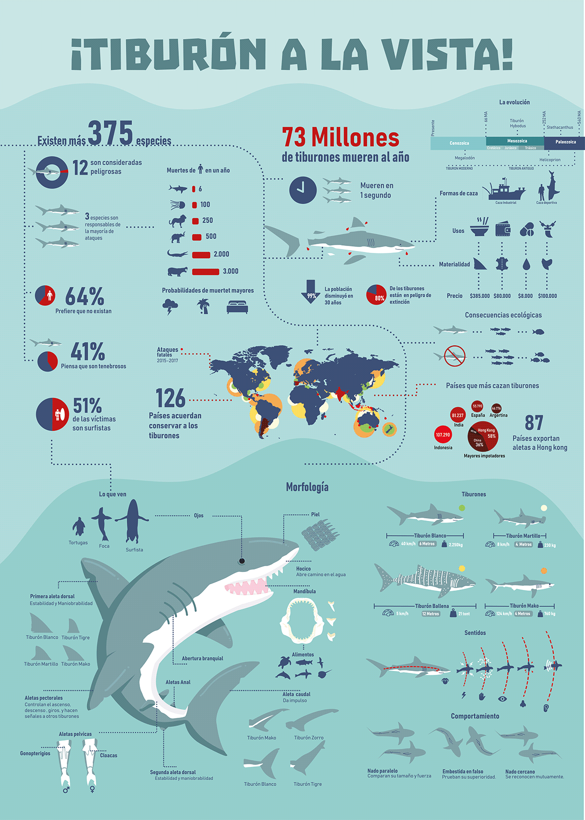 infografia infographic shark shark infographic Tiburon chile