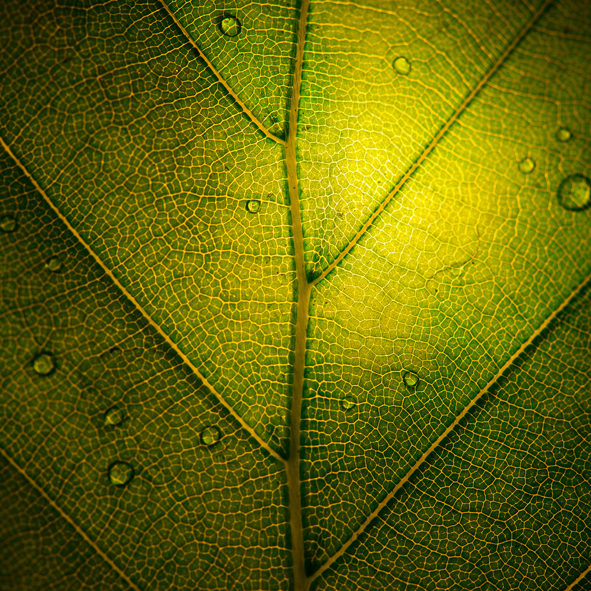 macro leaf leaves colors beauty Nature Love