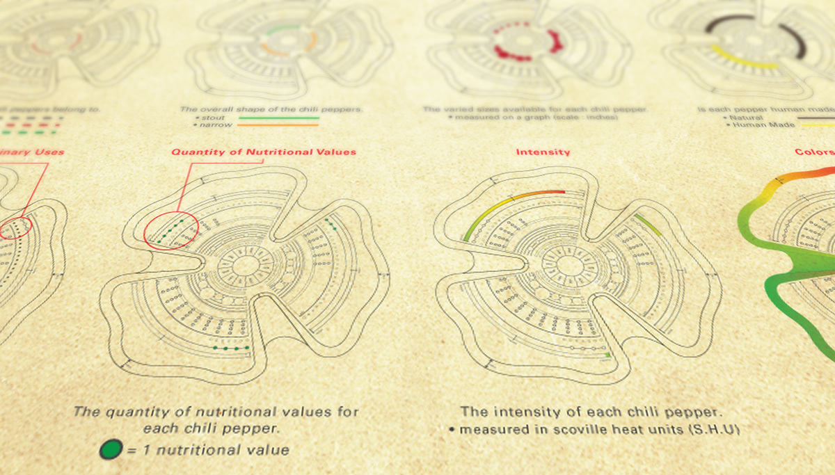 pepper Food  chili information graphics Graphs design map healthy