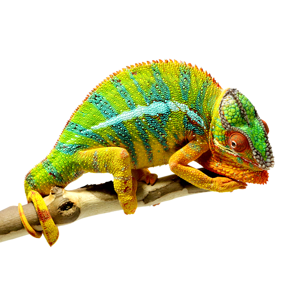 chameleon lizard Triangles geometric colors colorful camouflage animal