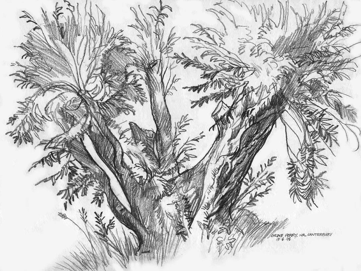Old Willow Tree sketched in graphite