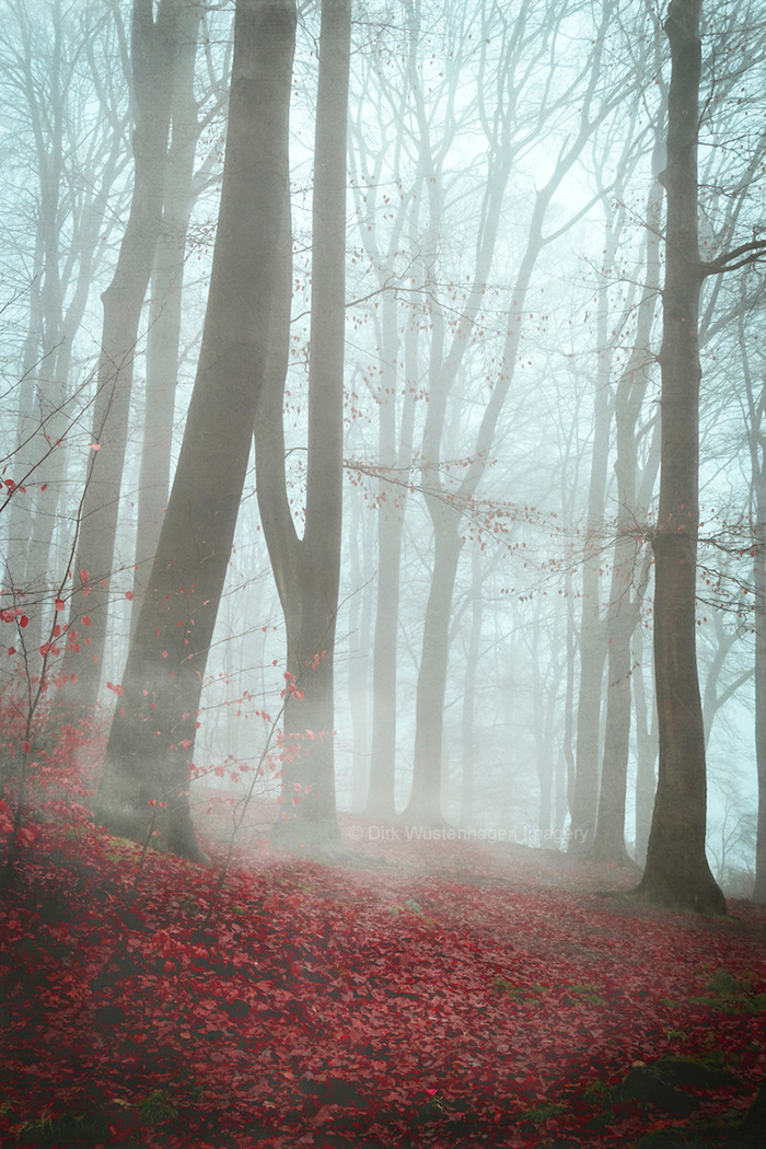 forest fog mystical surreal foliage trees Landscape woodland ILLUSTRATION 