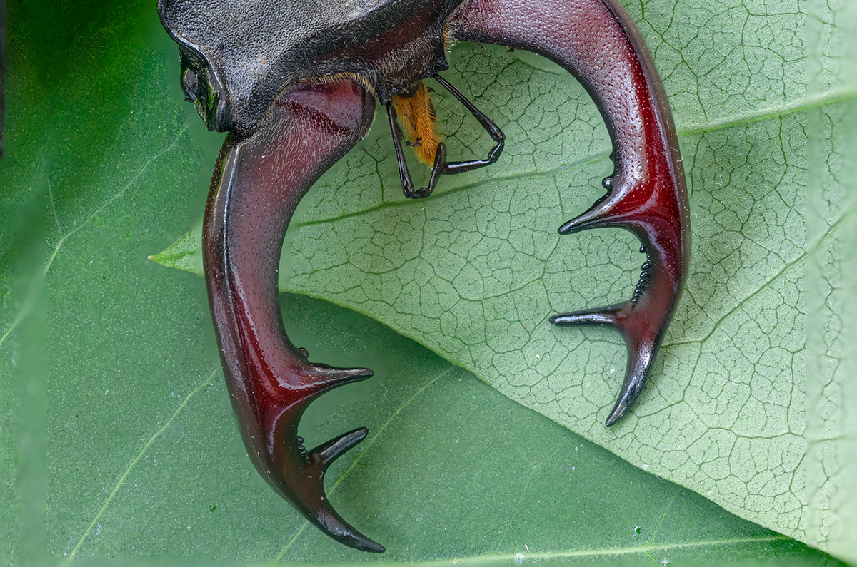 stag beetle insect oak forest hirschkäfer insekt wald eiche