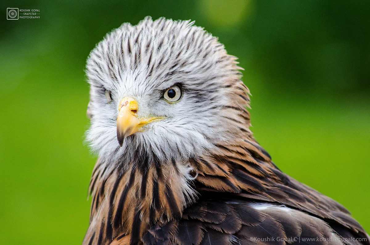 birds falcon wildlife Nature White eagle Kite inspiration macaw blue flight Flying action eye gannet