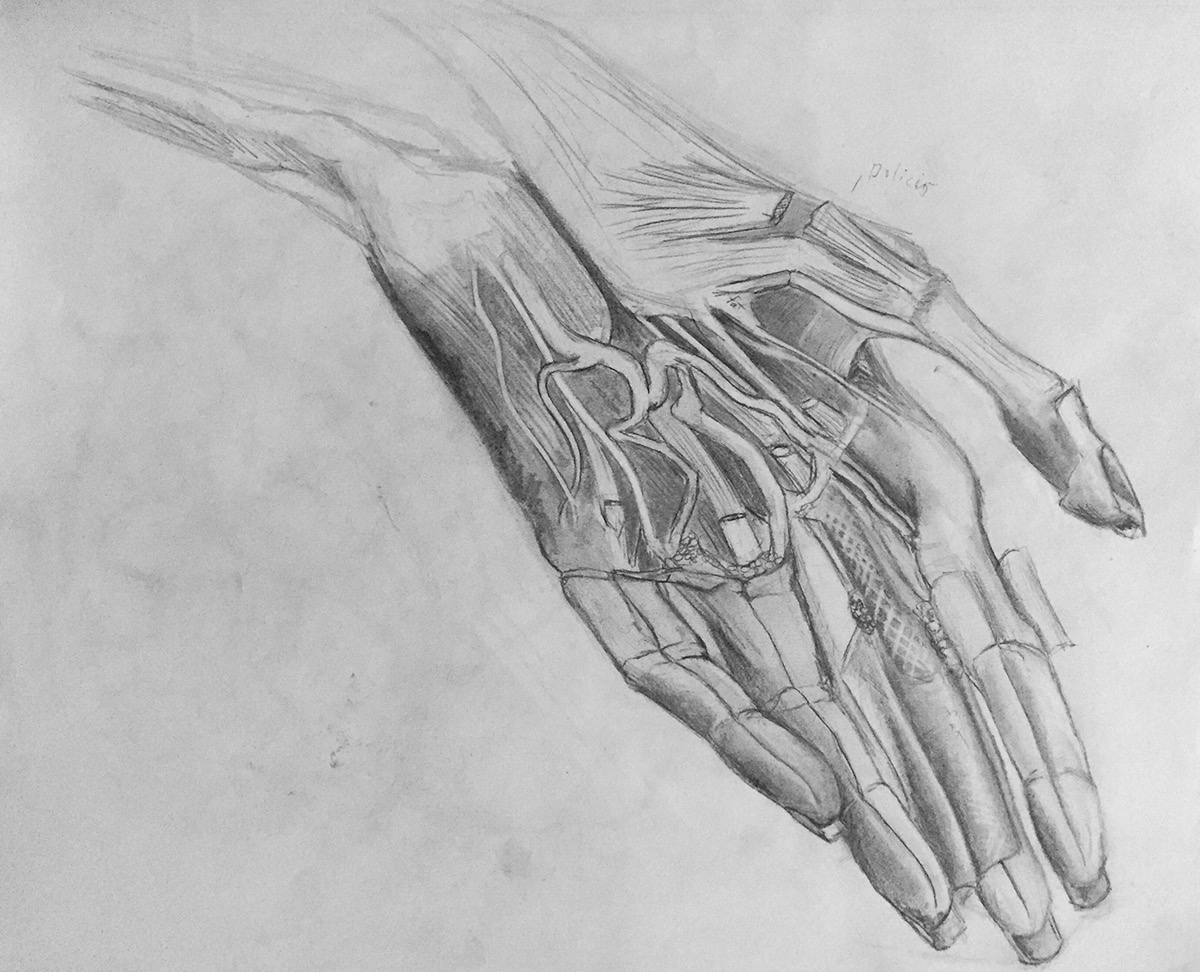 sketch medical medical illustration