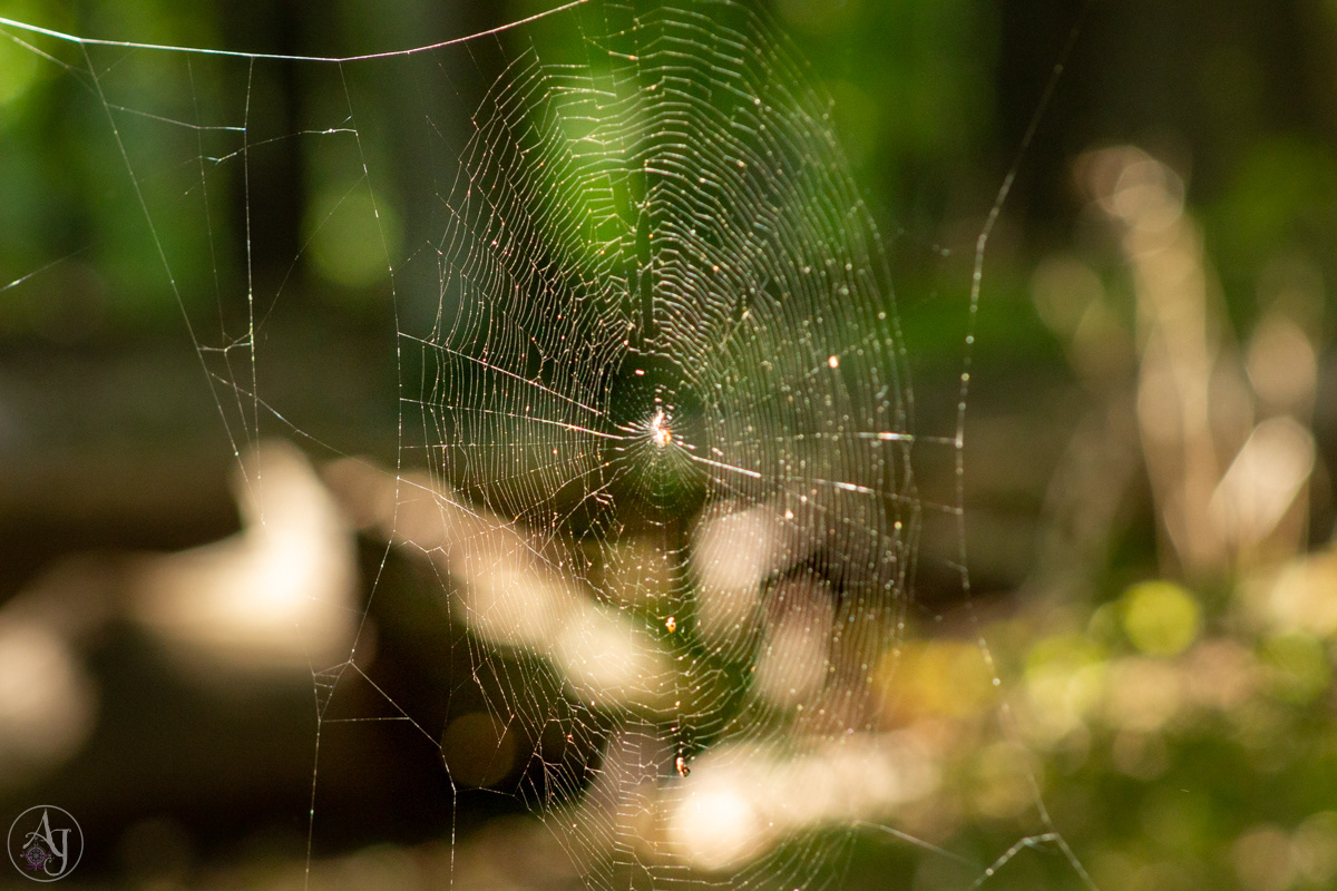 hiking hudson valley natural Nature spiderweb
