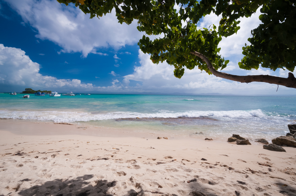 beach Coconut Palm Tree's Cayo Levantado Landscape Ocean Travel Dominican Replublic Sunny Destinatioins