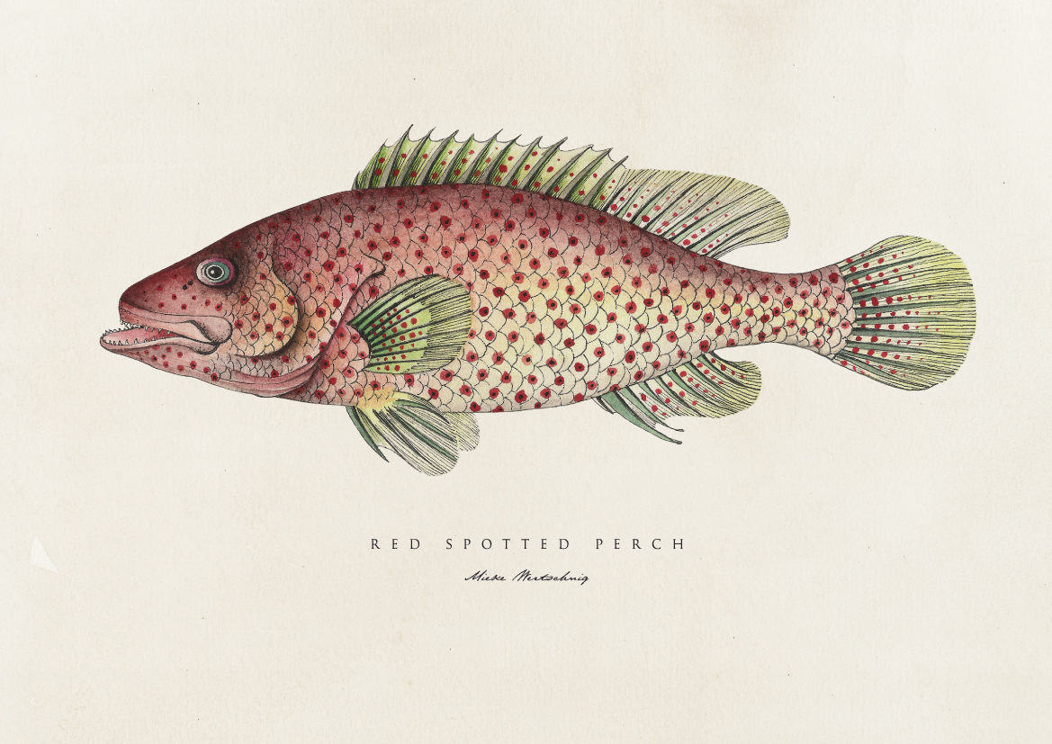 Botanical fish  illustrated fish