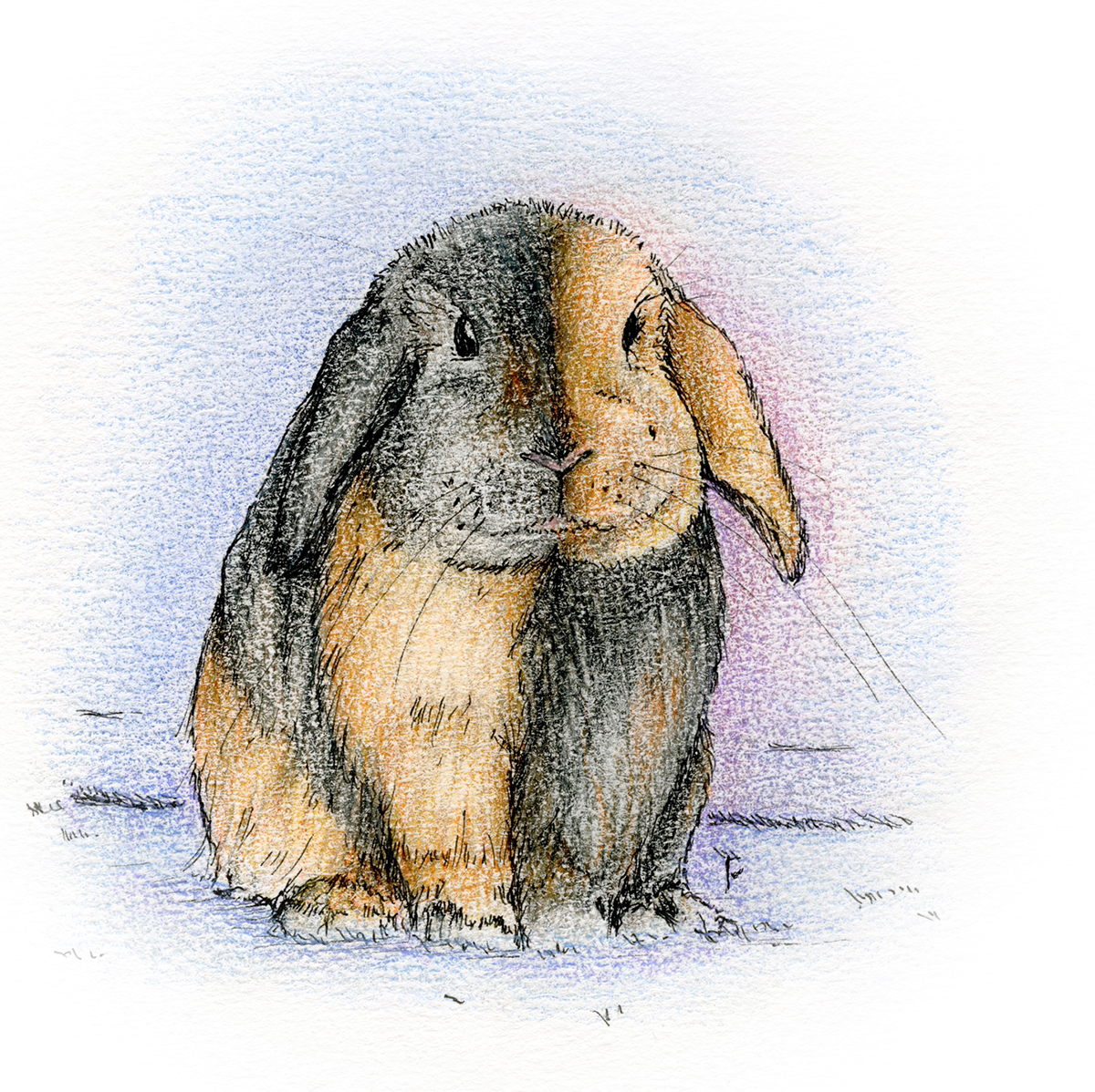 bunny rabbit bunnies color pencil