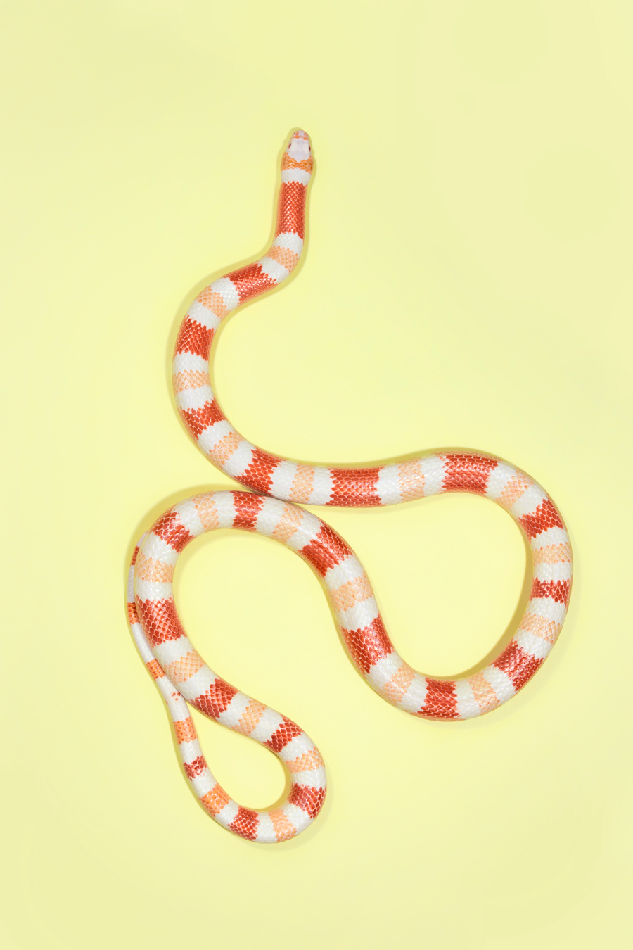 snakes Slitherstition Andrew McGibbon colour color superstition