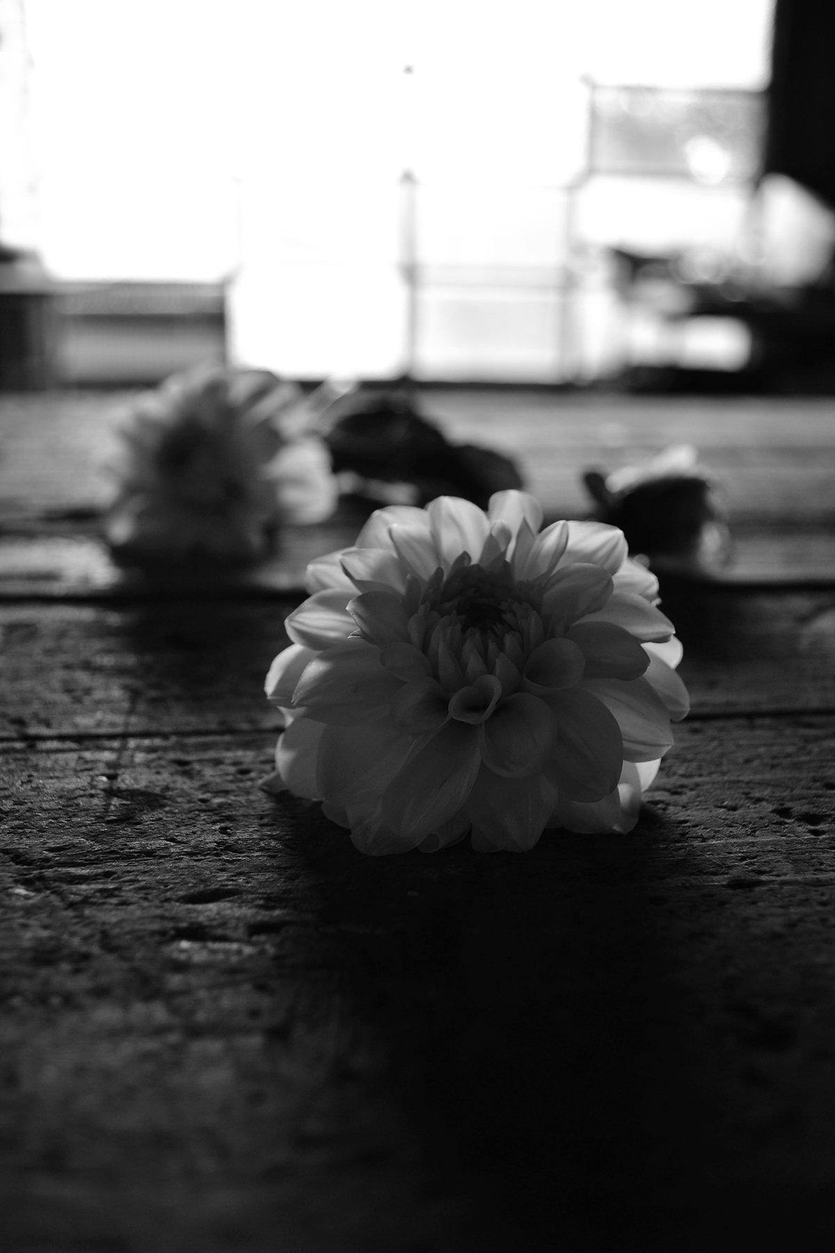 flor blanco y negro contraste contraluz Ventana Dalia bodegon