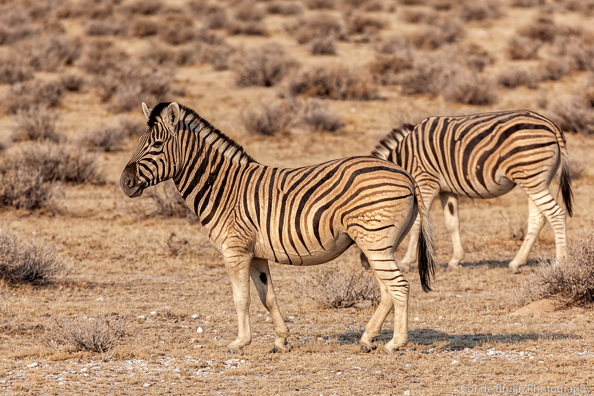 animals etosha giraffe jackal Namibia Nature wildlife zebra wildebeest Kudu