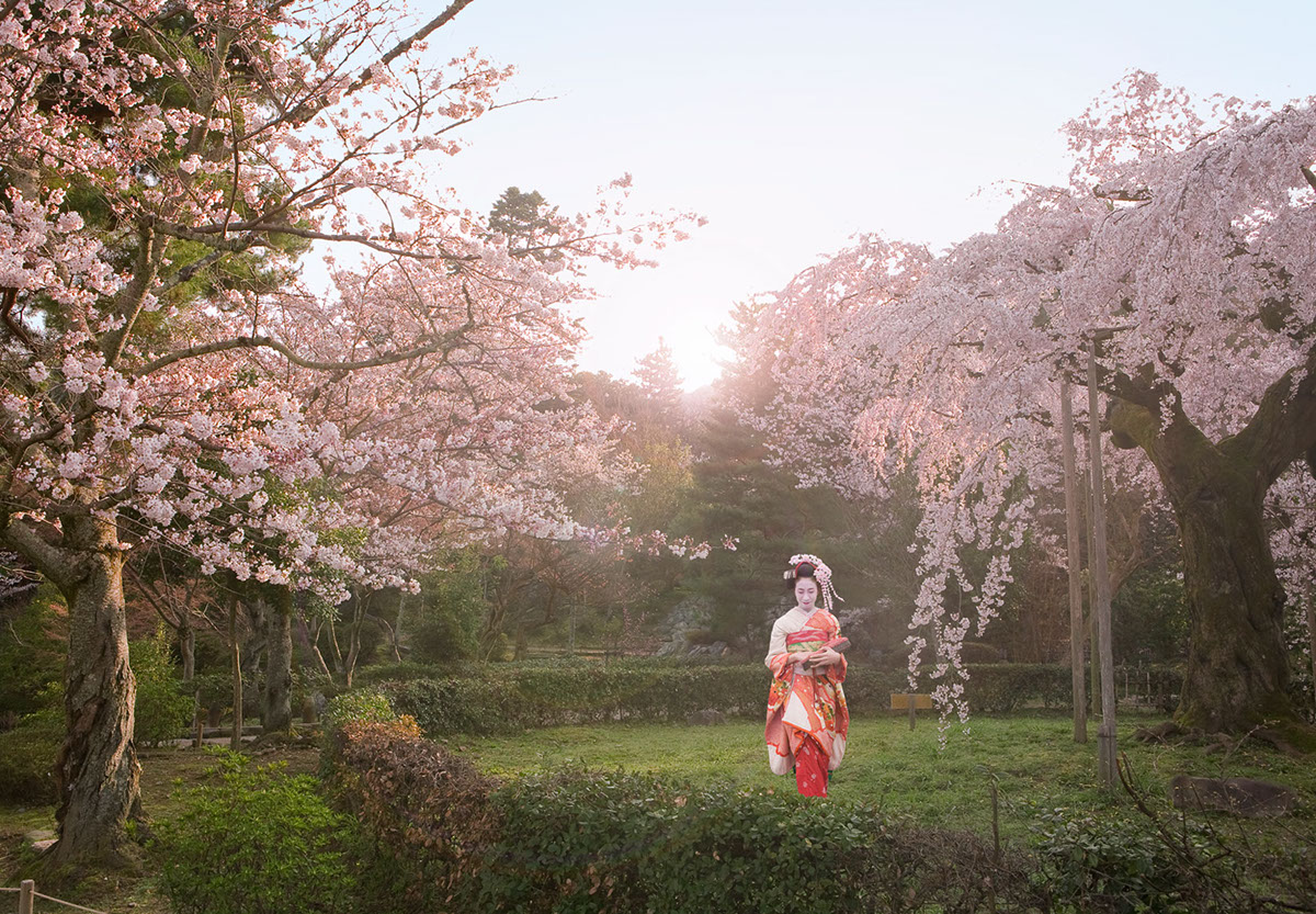 japan sakura cherry blossom kyoto tokyo geisha Maiko spring marayuma beppu fukuoka traditional kimono pink woman Landscape Sunrise sunset MORNING light sunshine shine SKY bamboo forest monk Pray prayer green open blue japanese man