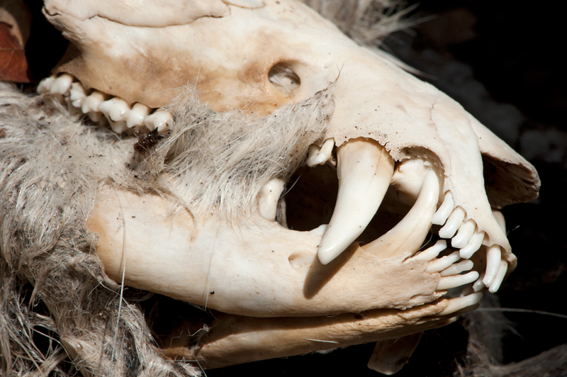 death bones skeletons birds deer opossum