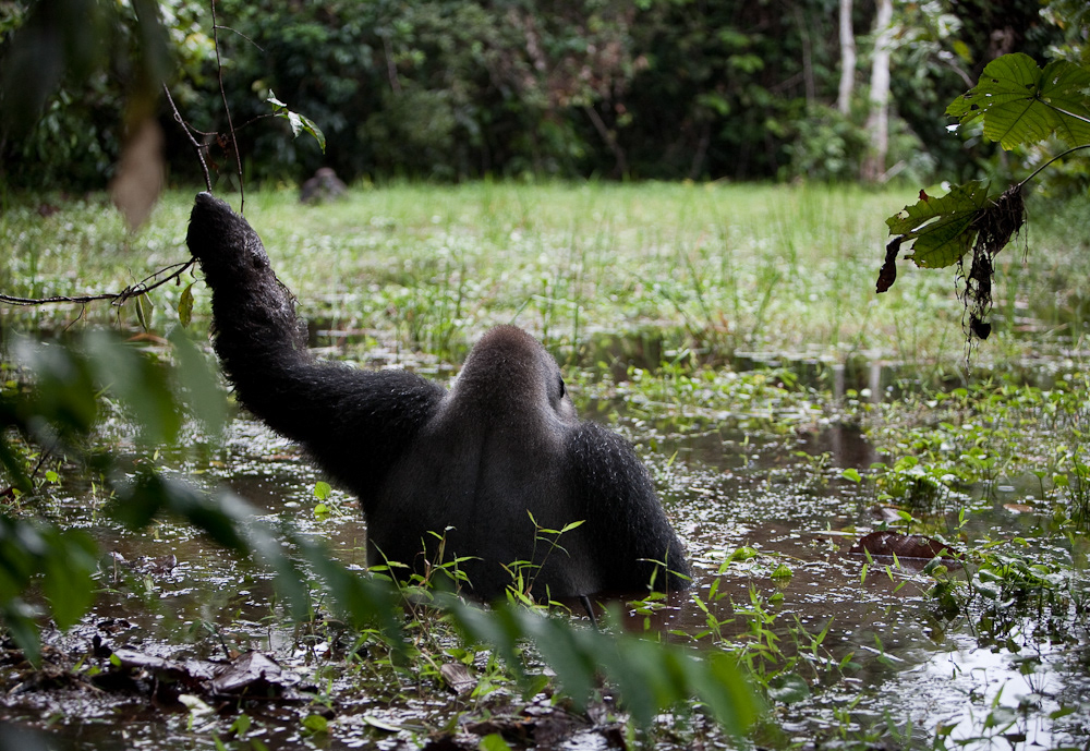 Congo DRC bomassa kinshasa brazzaville Congo river mondika gorilla elephant bonobo lola ya bonobo Ba'Aka pygmy snake mbeli bai pirogue fish eagle