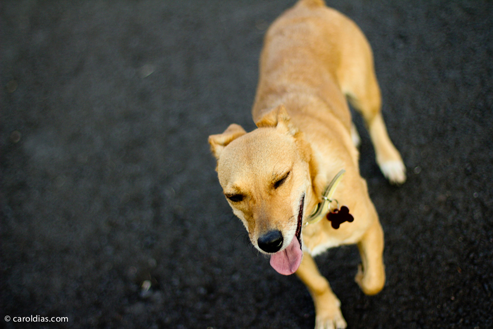 Pet dog cachorro cão vira-lata fotografia de pet