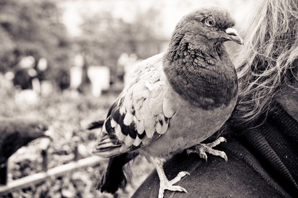 france birds birdman Paris notre dame bread smile old hands black and white John E Photography Street French pidgeon sparrow Wrinkles Nikon D300