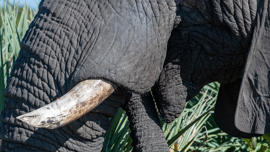 Adobe Portfolio elephant eating palm-leaves proboscis muscular hydrostat tactile bristles