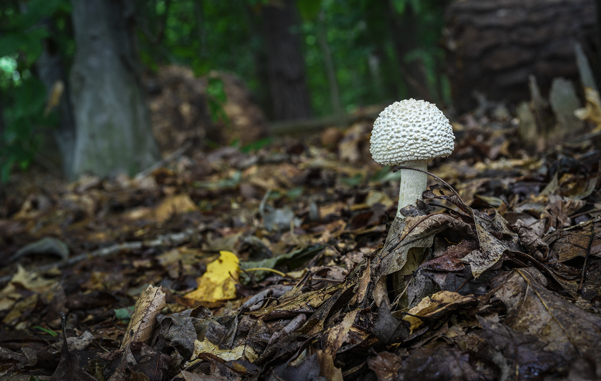 mushroom woods dark color macro damp smurfs creatures lake editorial art portrait Nature digital photo