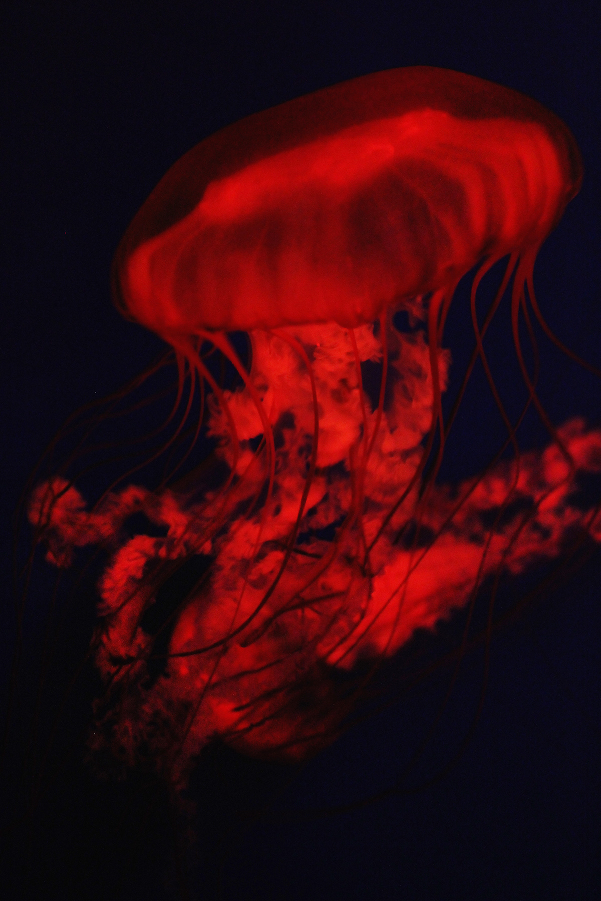 londe medusa