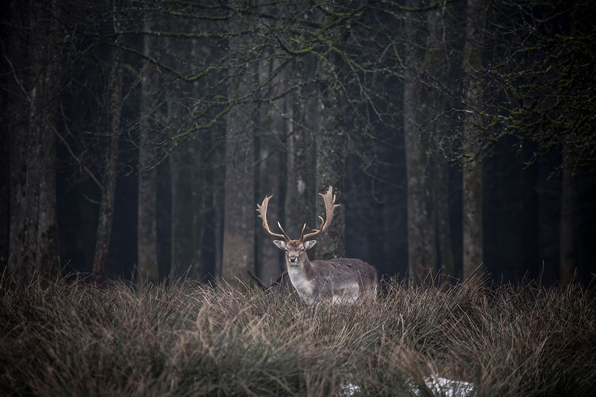 deer Bambi Nature romantic forest Hunting