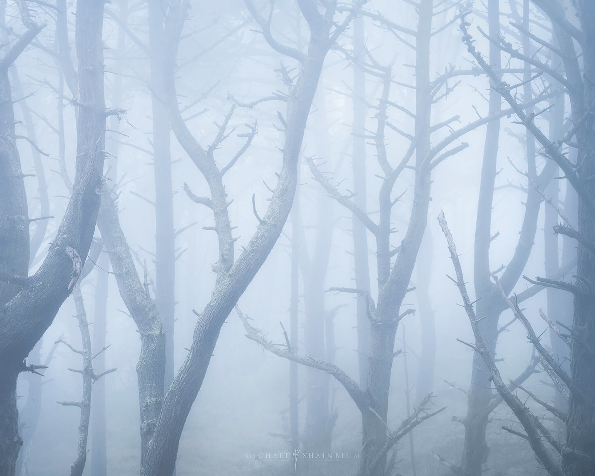 fog landscape photography san francisco woodland