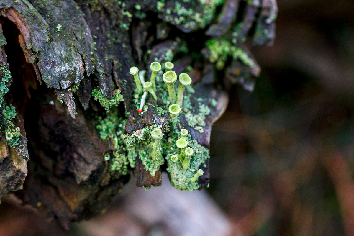 moss plateaux Nature macro trumpet lichen