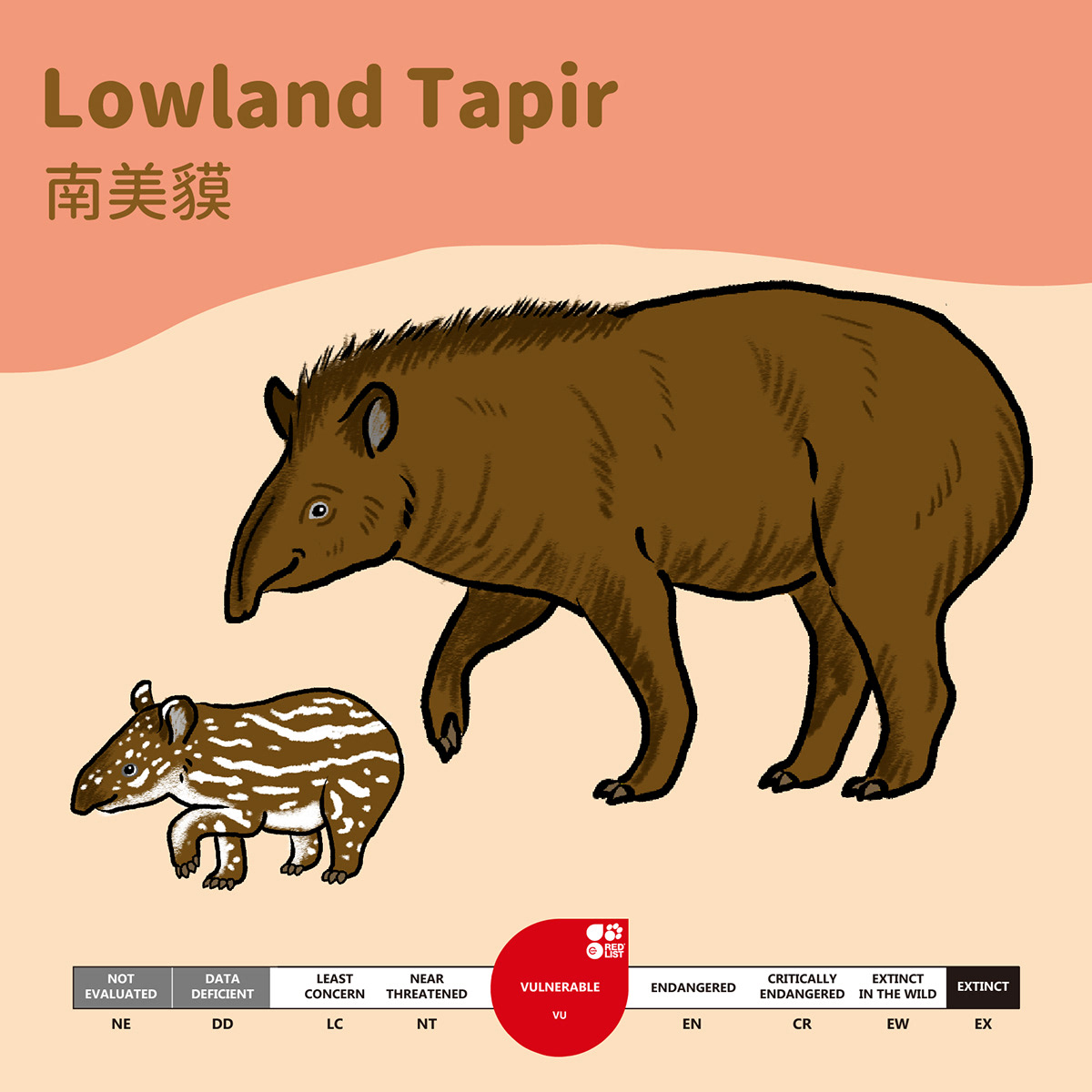 animal clipstudio Drawing  Illustrator Tapir