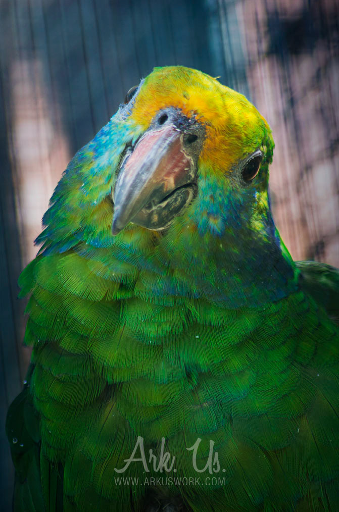 parrots toucan perroquet macaw colors multicolored portraits birds animal portrait