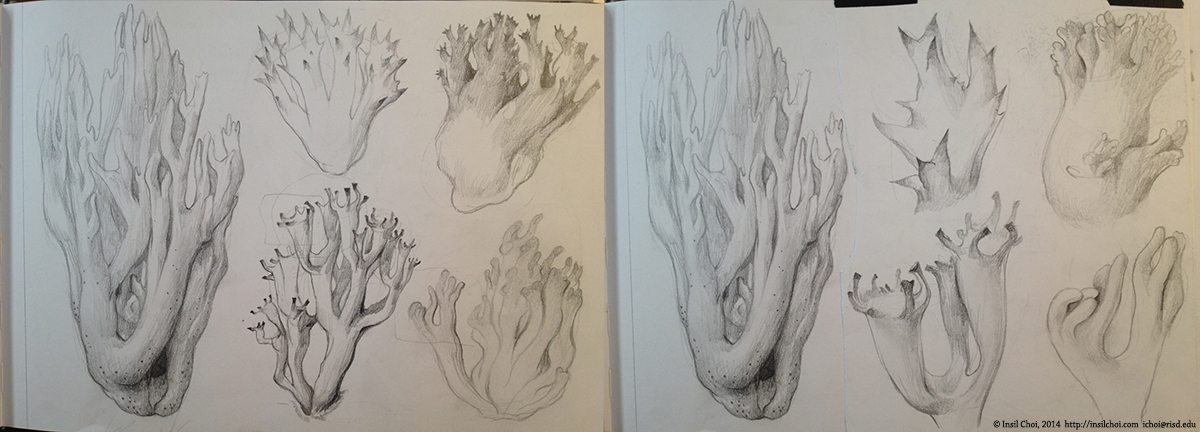 mushroom coral Fungi fungus pen ink scientific illustration Illustration  drawing
