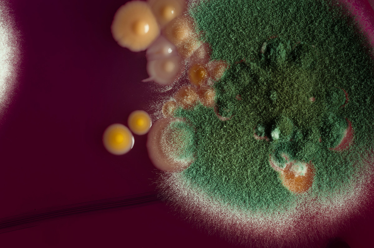 Bacteria Photography  macro D700 colours bactéries Photographie mycologie Boite de petri mycology