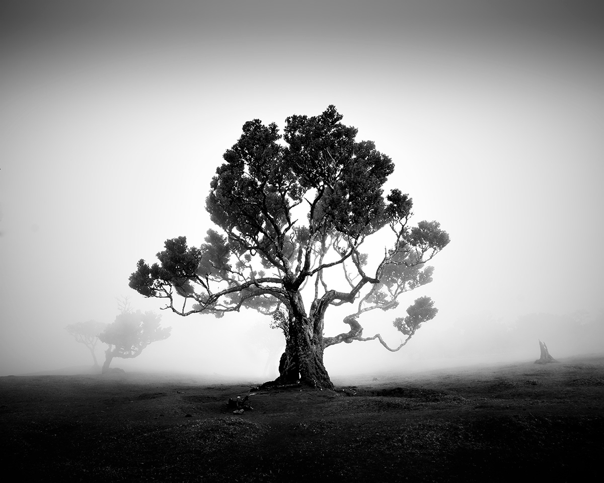 fanal Madeira fog mist trees Minimalism minimal Tree  forest Landscape