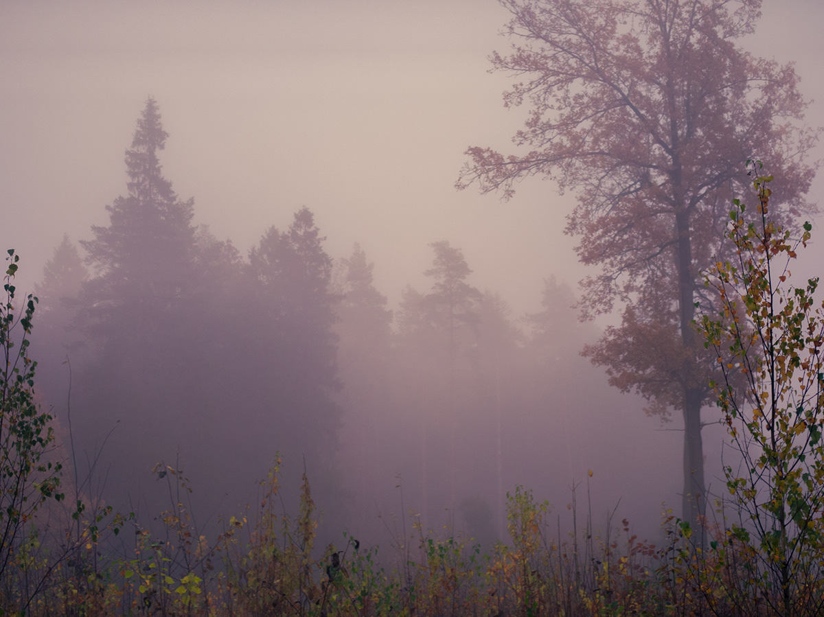 Nature forest fog mist autumn mobile Photography  Landscape trees photographer