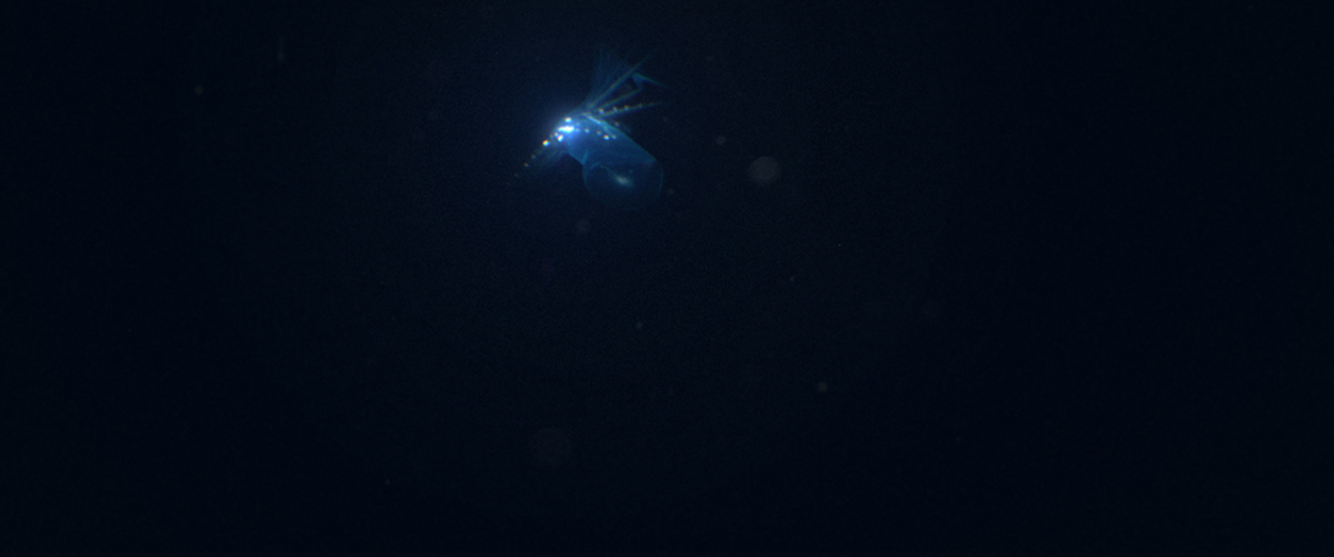 bioluminescence fish vfx after effects 3d animation composition deep sea Ocean avatar lights creature marine biology rig