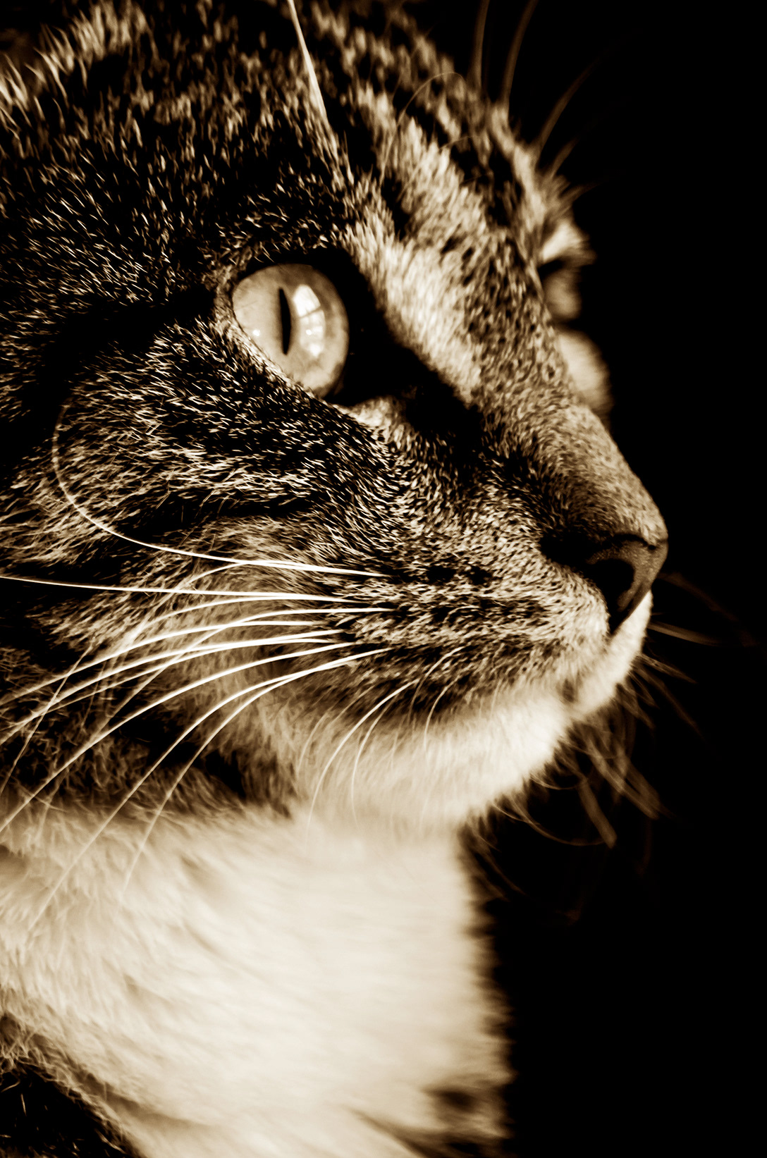 Cat  feline  detail  portrait  animal