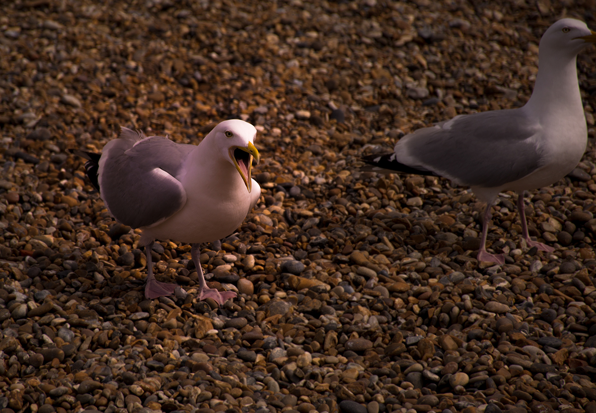 seagulls photography