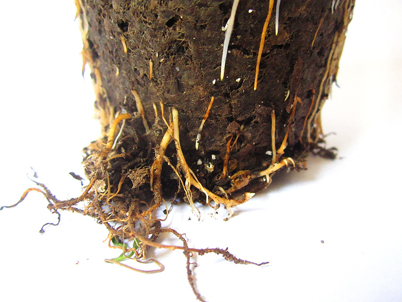 design Agronomy  urban agriculture  social  biodegradable pot fertilized pot