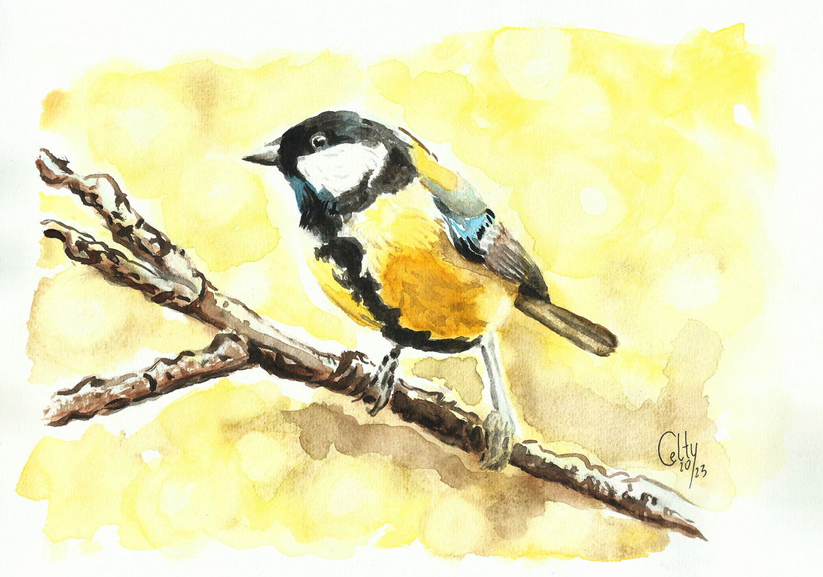watercolor Drawing  painting   artwork sketch bird TIT