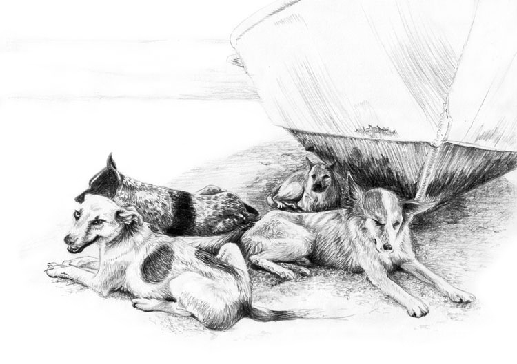 cats dogs hand drawn sketch pencil black and white monochrome animals line