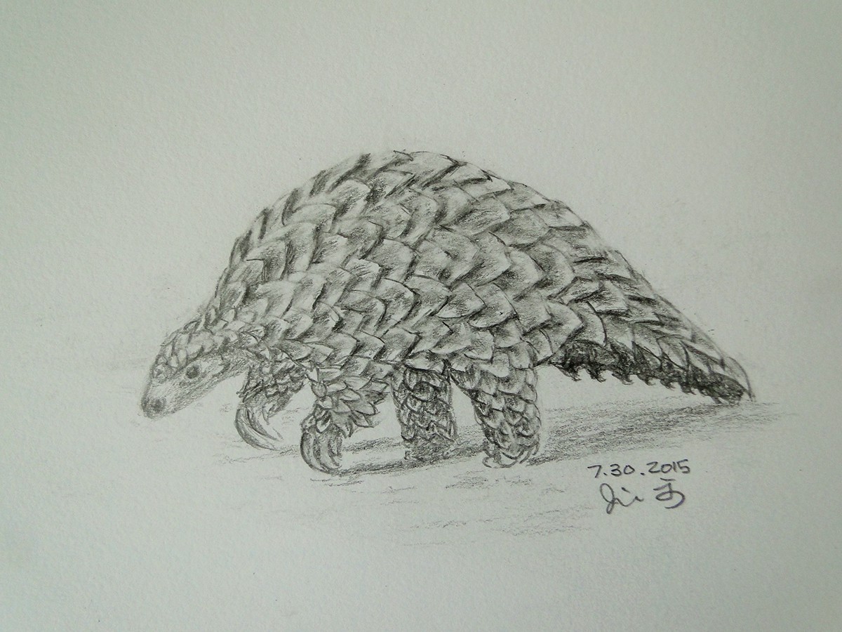 jill hsieh Cecil lion endangered animal pangolin known unknown
