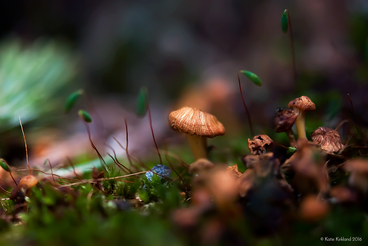 mushroom crocus leaf leaves plants Flora Nature forest botanical Fungi