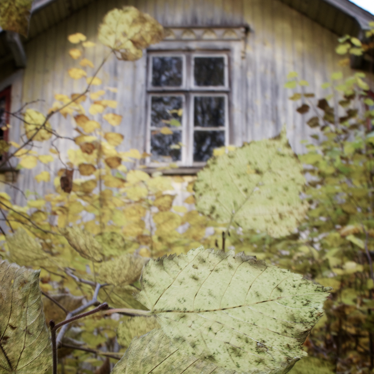 house vanish forest Sweden