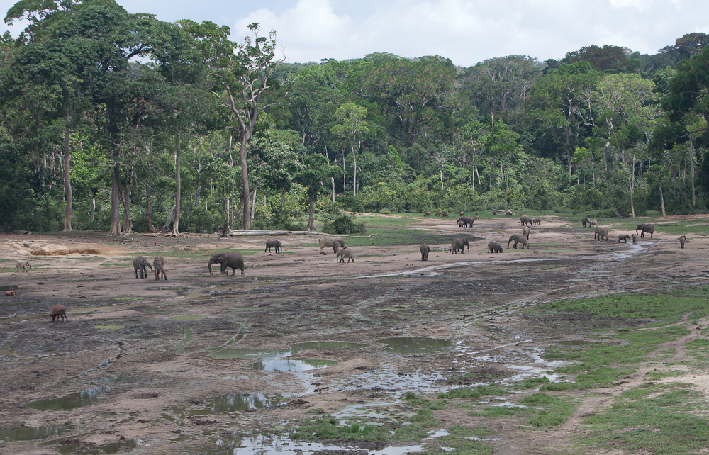 central african republic  gorilla western lowland gorilla forest elephant bangui BAYANGA dzanga sangha agile mangabey Ba'Aka pygmy africa james hopkirk Travel gorilla