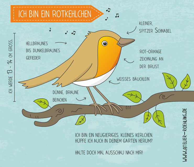 vogel Malbuch kinderbuch Rotkehlchen Meise