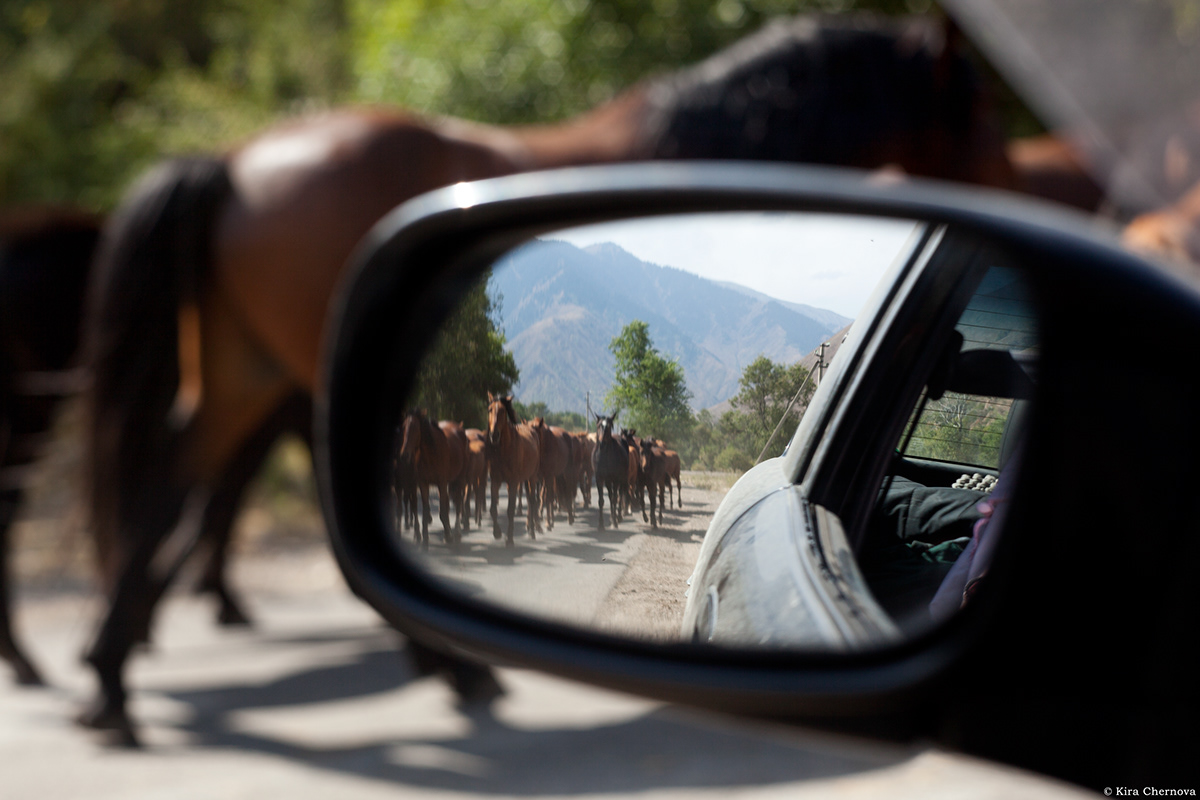 #horses #kazakhstan #landscapephotography #NatureReserve #horse  