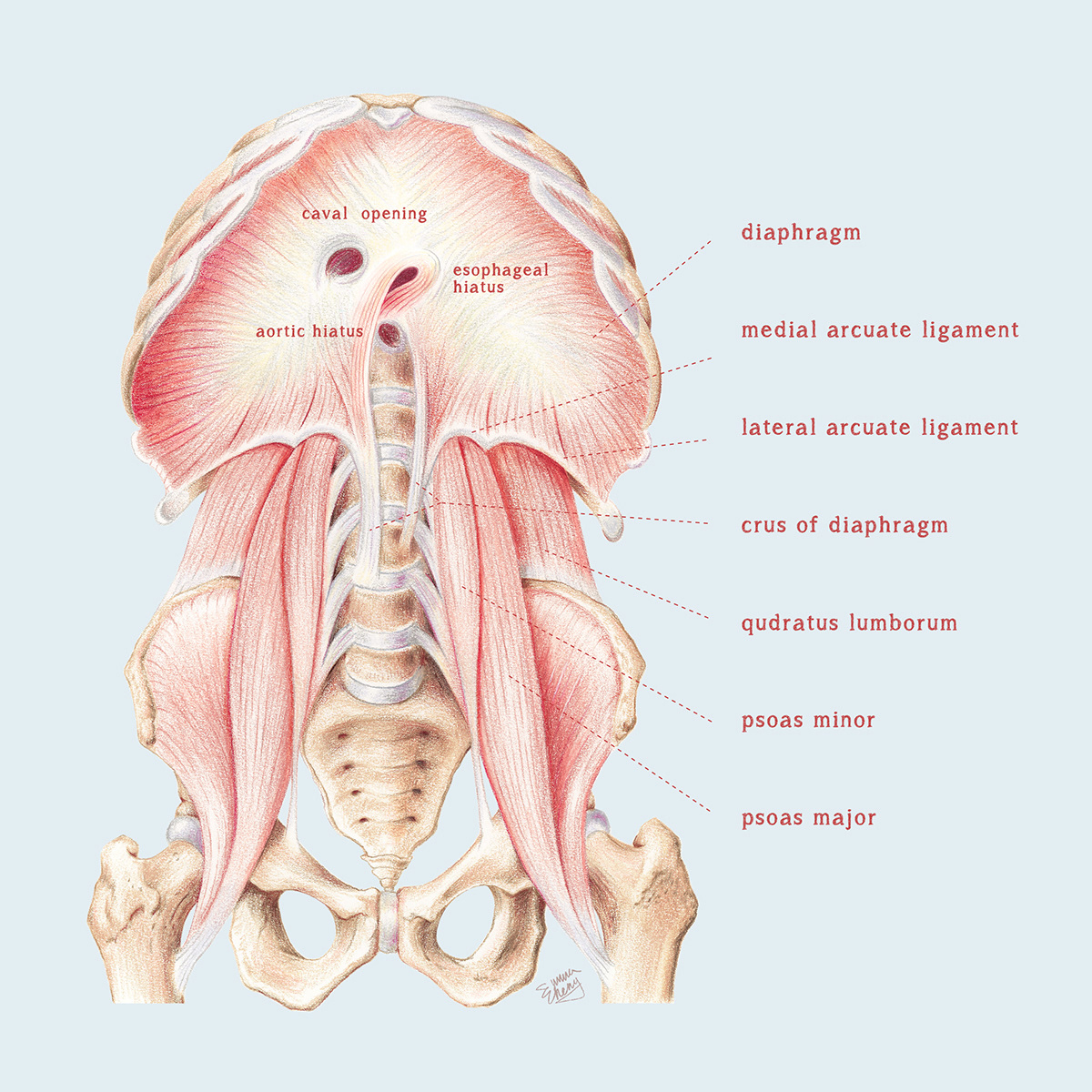 anatomy medicalillustration Nerve wrist diaphragm Disease medicine muscle spine vertebrae