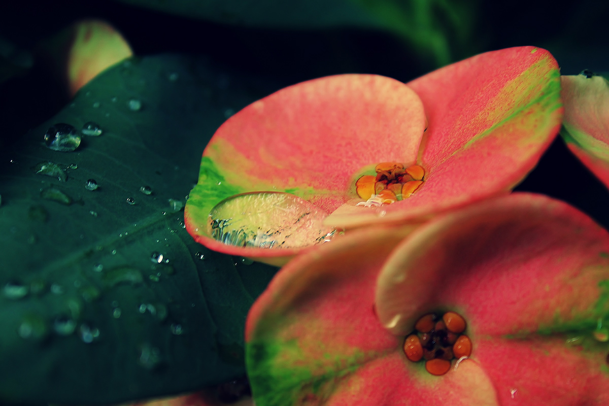 rain Raindrop water drop bead macro zoom flower colour rainyday winter autumn details red garden
