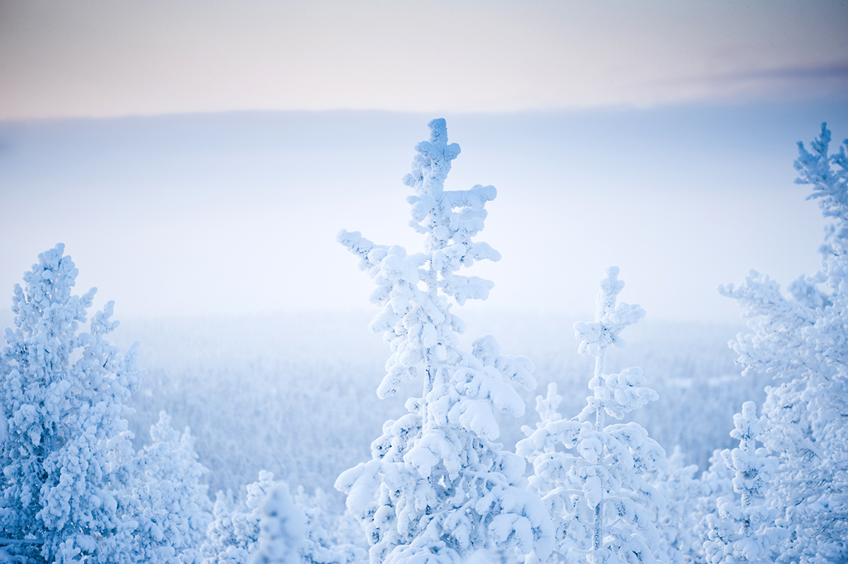 Lapland reindeer  WINTER light
